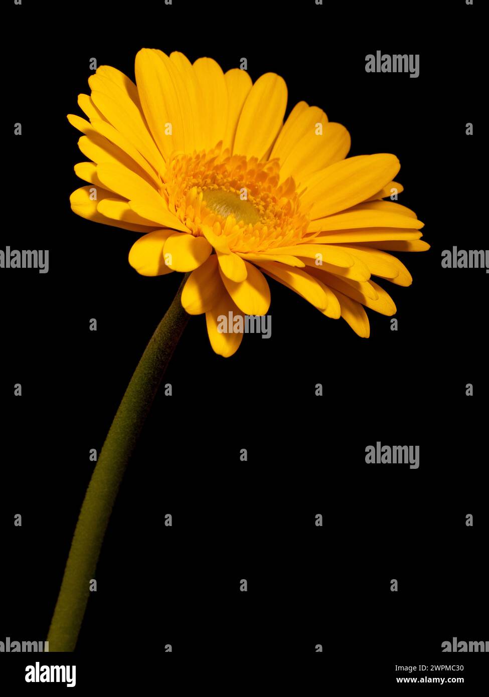 Single yellow gerbera flower on a black background. Stock Photo