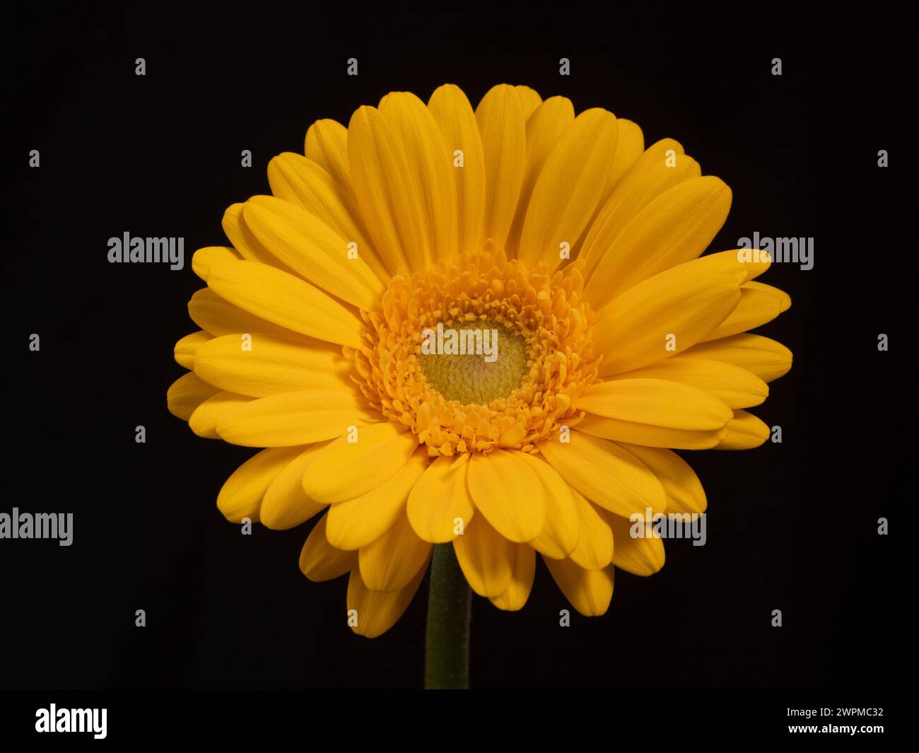 Single yellow gerbera flower on a black background. Stock Photo