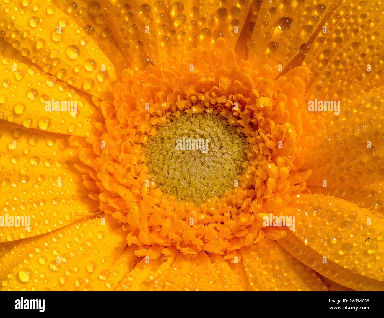 Close-up of a yellow gerbera flower with water droplets Stock Photo