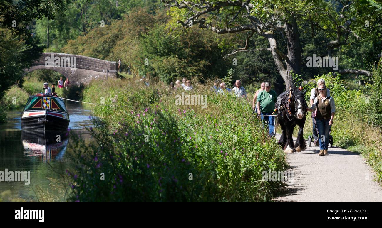 29/08/16  Corinne Rose leads her 14-year-old shire horse, Chelsea, pulling narrow boat 'Birdswood' on a Bank Holiday special along the tow path on the Stock Photo