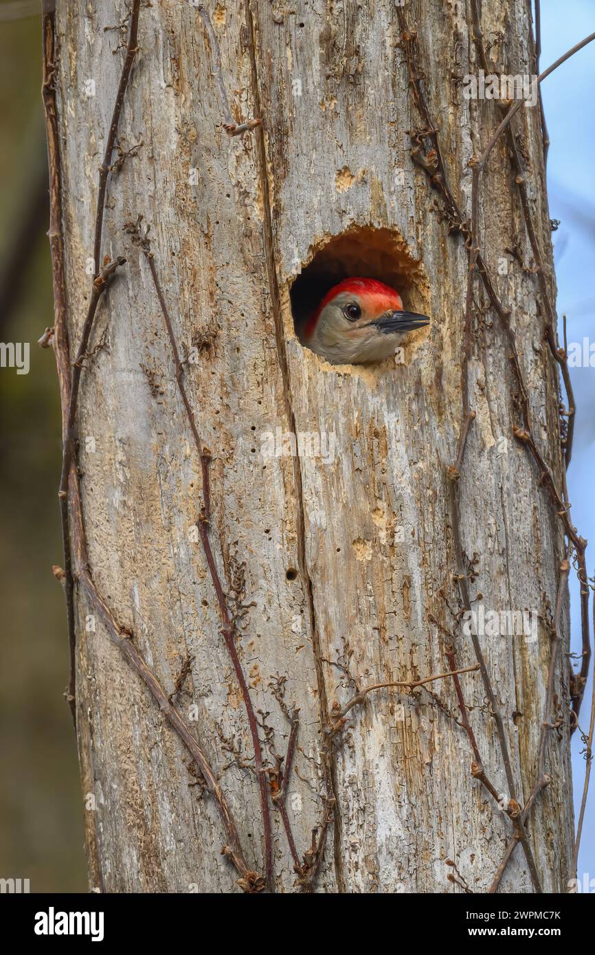 A Red-bellied Woodpecker (Melanerpes carolinus) near its nest hole in a dead tree in Springtime in Michigan, USA. Stock Photo