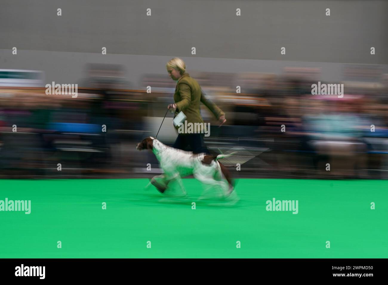 A handler with their Pointer in the show ring on day two of the Crufts