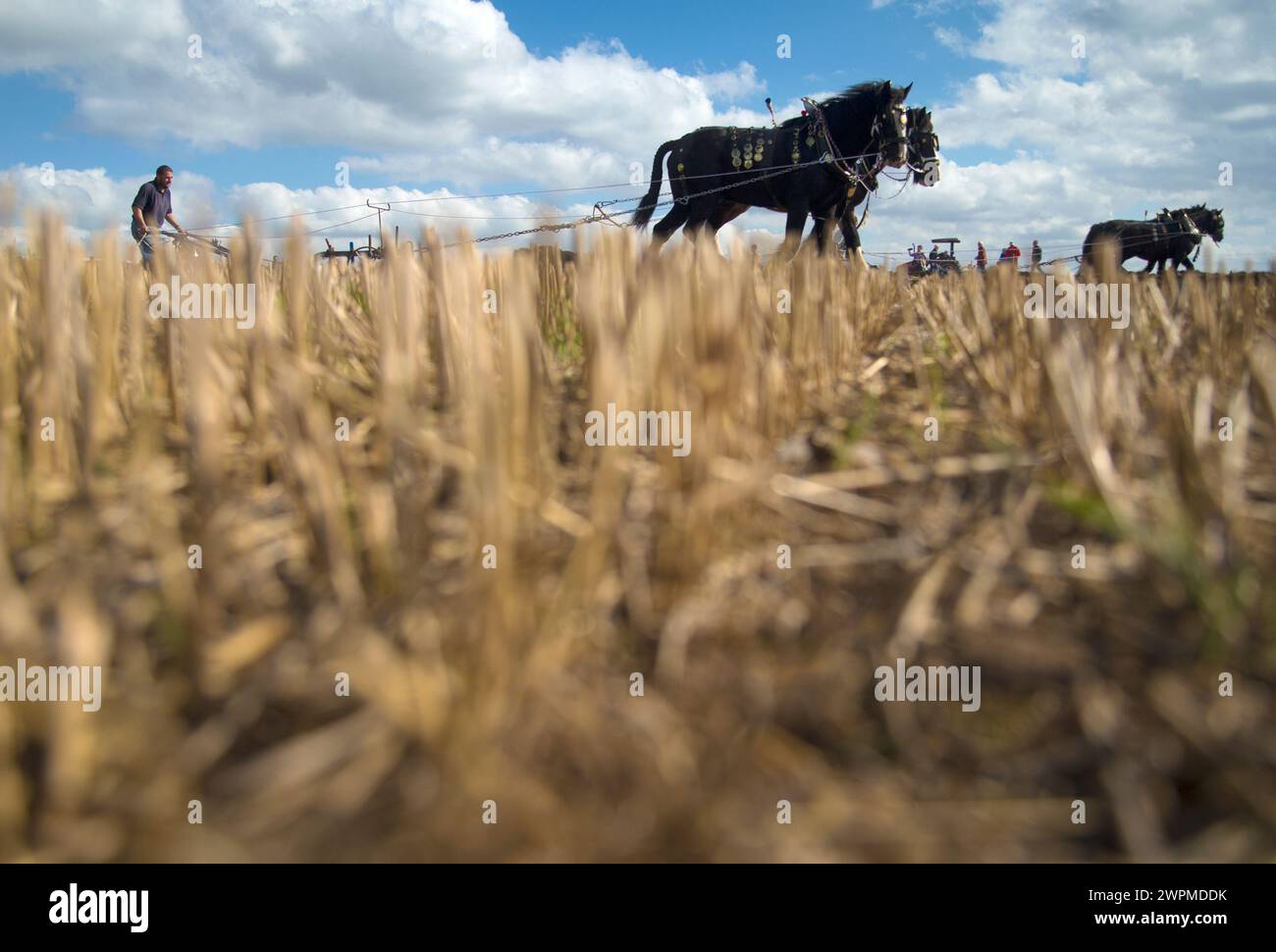 Corn picking | Green Tractor Talk, image size:1300x970