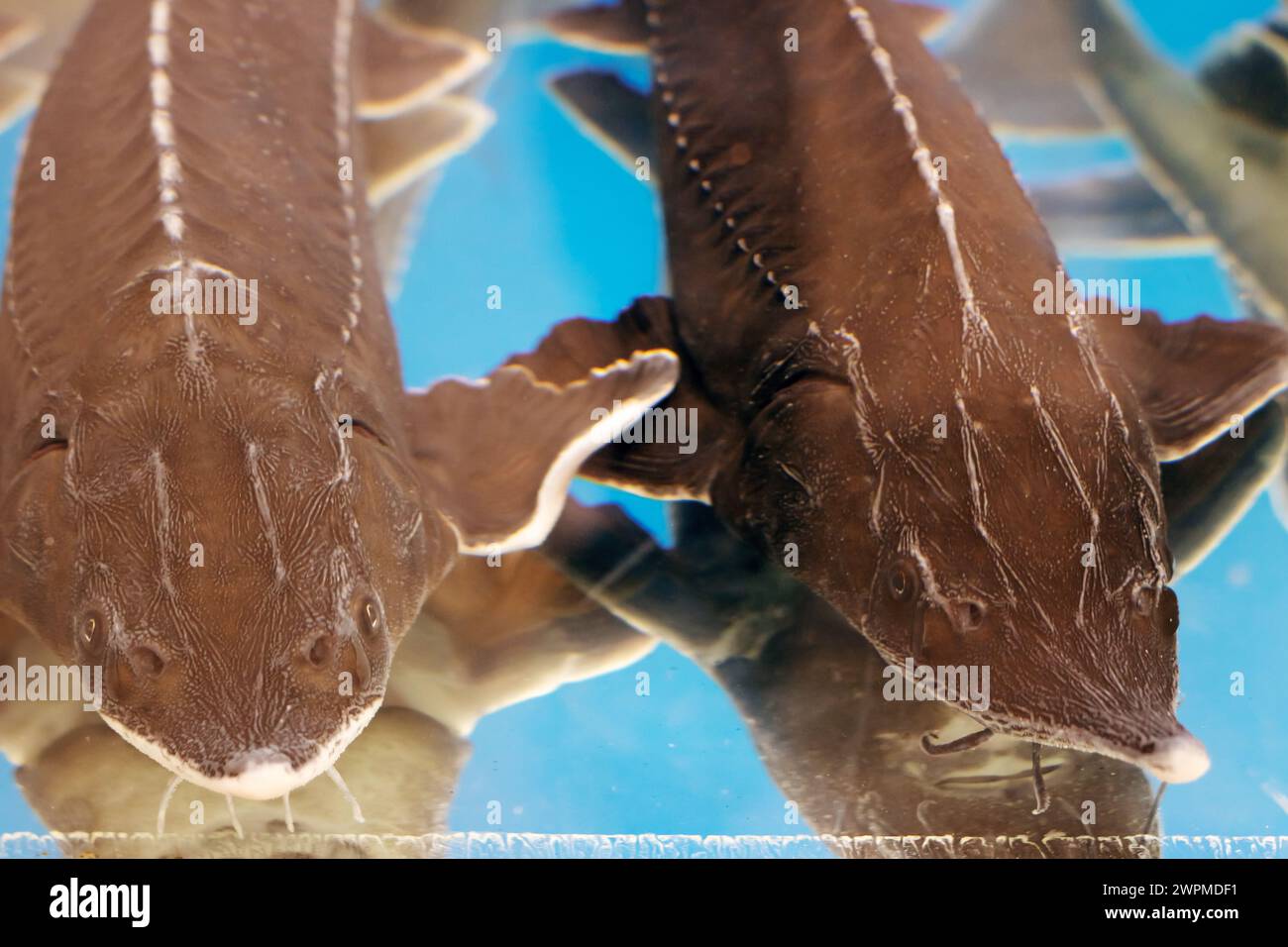 Big gray catfish in aquarium close up in clear water Stock Photo
