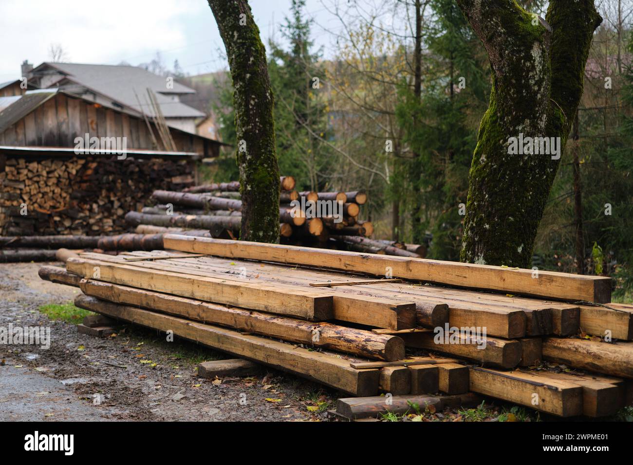 Log spruce trunks pile. Sawn trees from the forest. Logging timber wood ...
