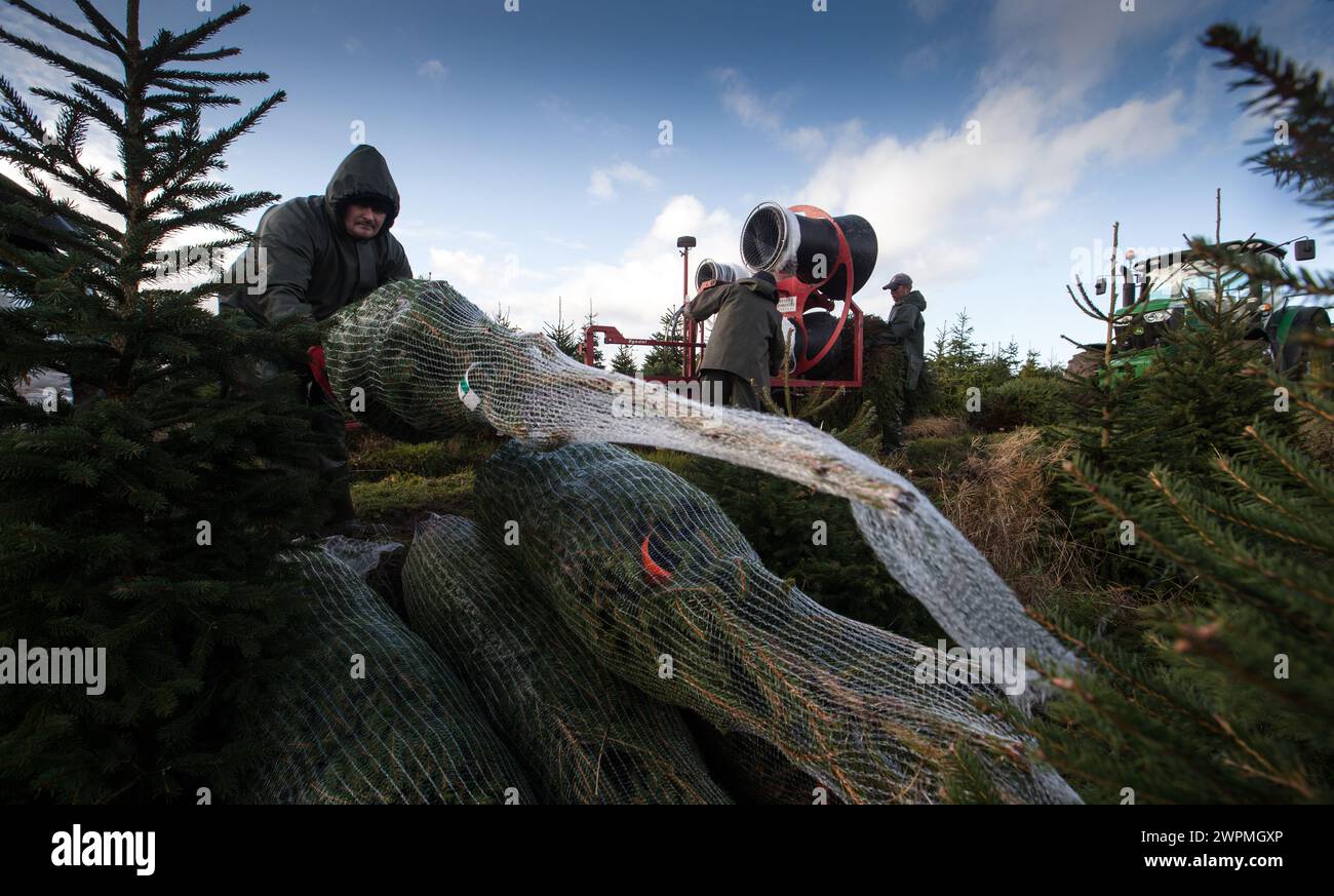 18/11/16  Braving torrential rain and gale force winds, Christmas tree farmers begin their harvest one week earlier than in previous years after an un Stock Photo