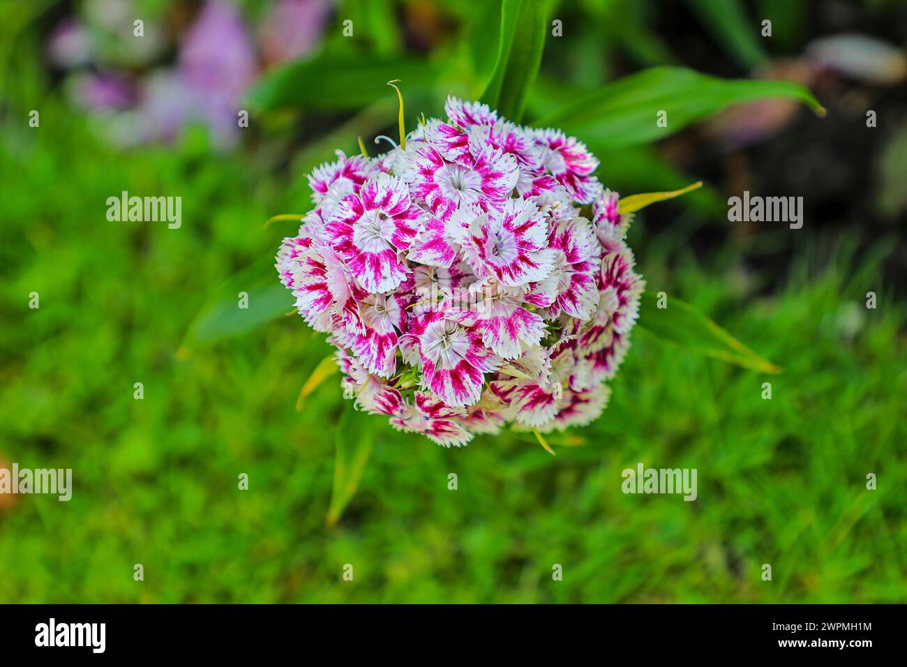 A close up shot of the pink and white flower head of a Sweet William (Dianthus barbatus) plant, England, UK Stock Photo