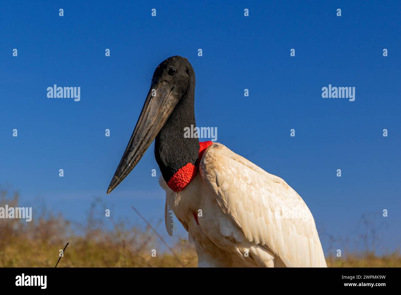 Close up of a Jaribu Stork agaianst a bright blue sky in the Pantanal, Brazil Stock Photo