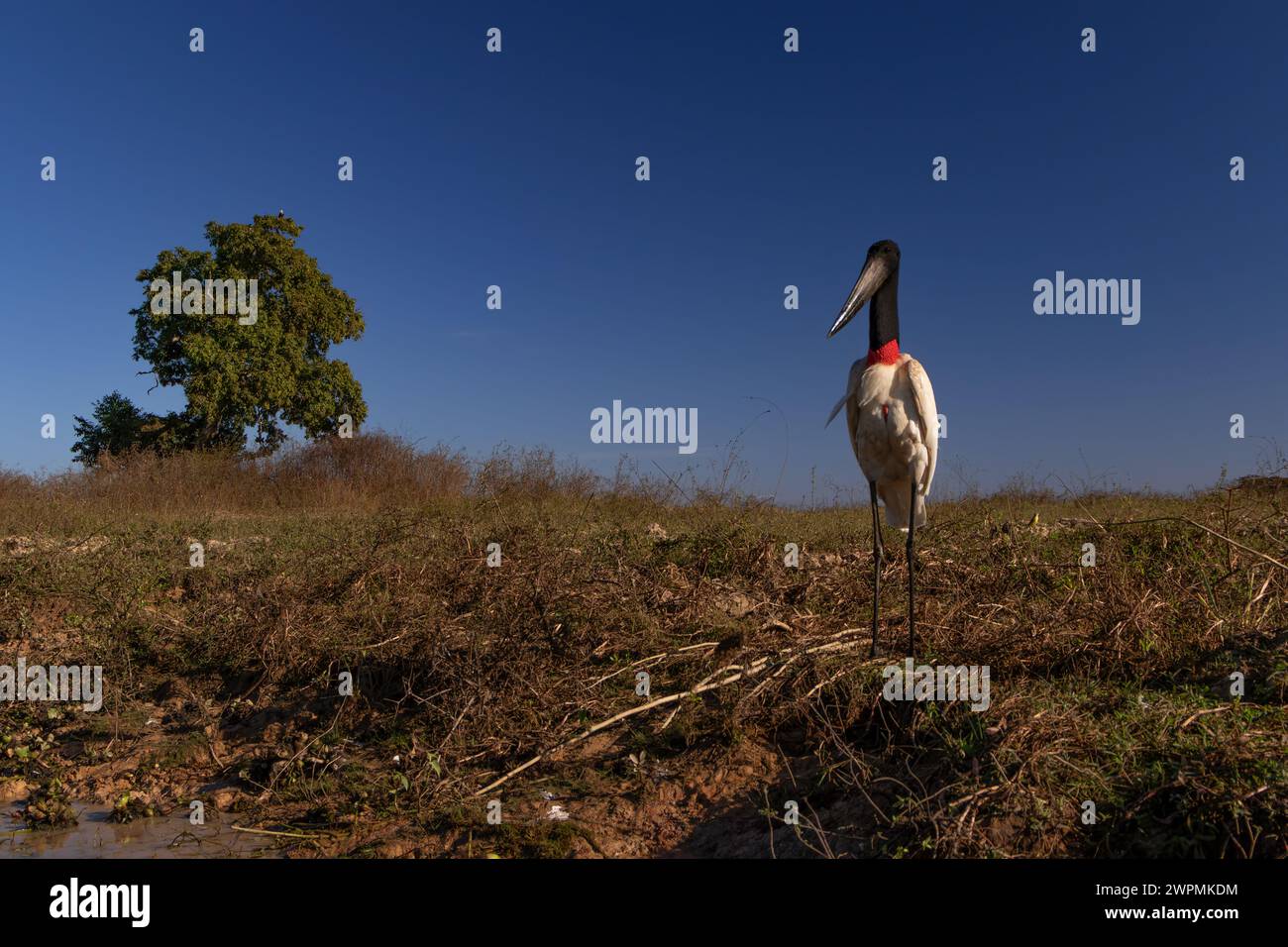 A Jaribu Stork looking at the camera standing at the river's edge against a blue sky background in the Pantanal, Brazil Stock Photo