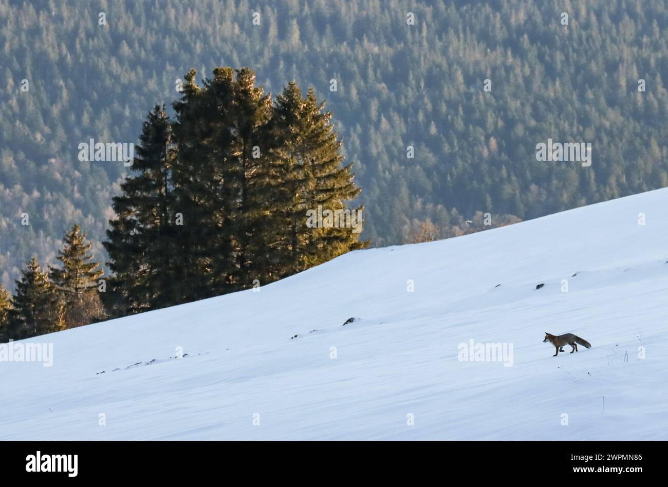 Red fox walking in winter in the snow, swiss jura mountain Stock Photo
