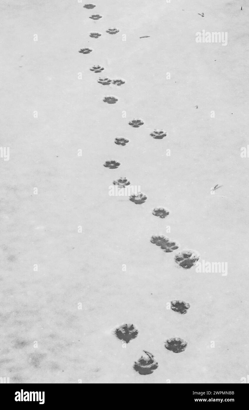 Red fox footprints in the snow, Switzerland Stock Photo - Alamy