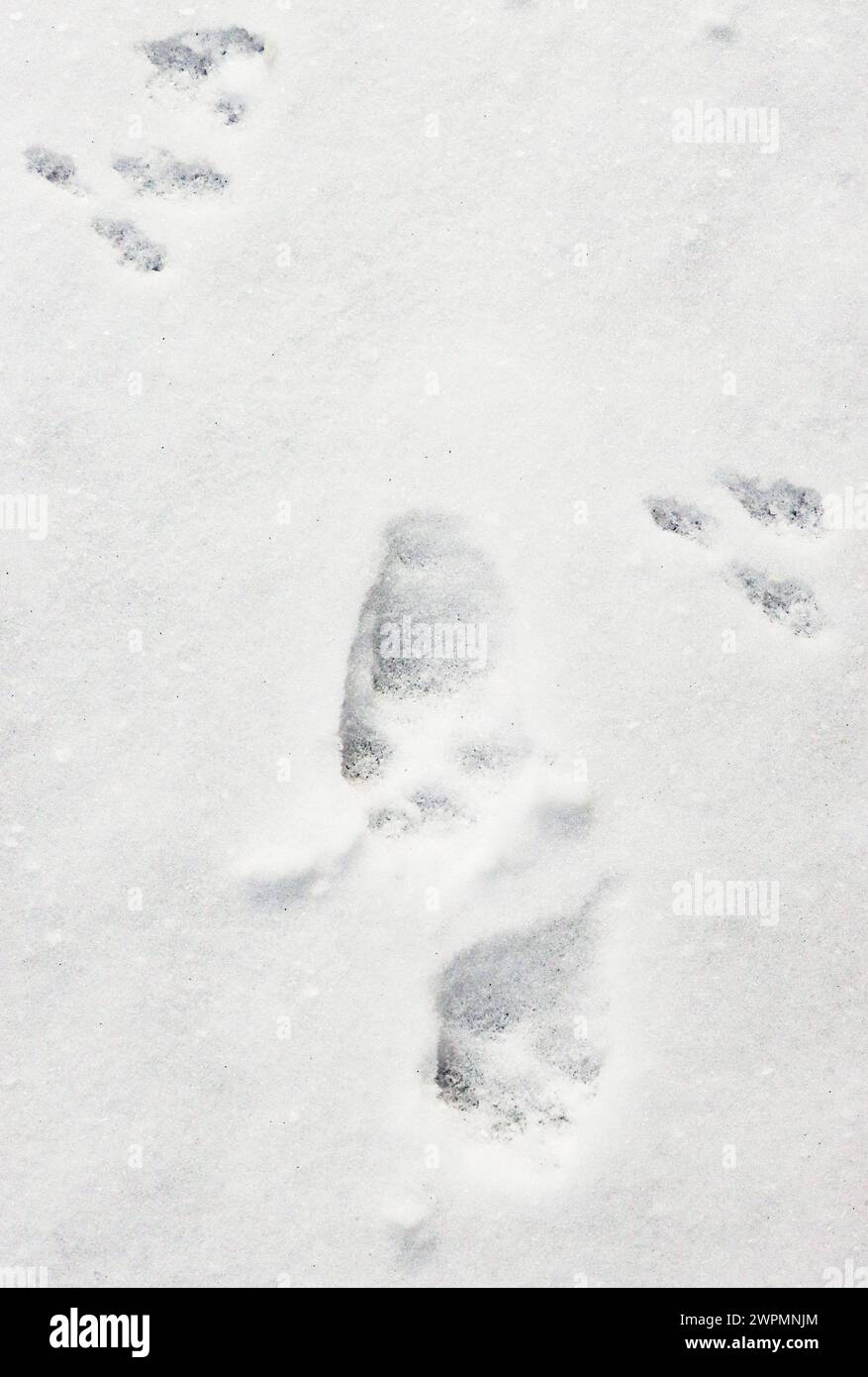 Red fox footprints crossing micro-mammals prints in the snow Stock