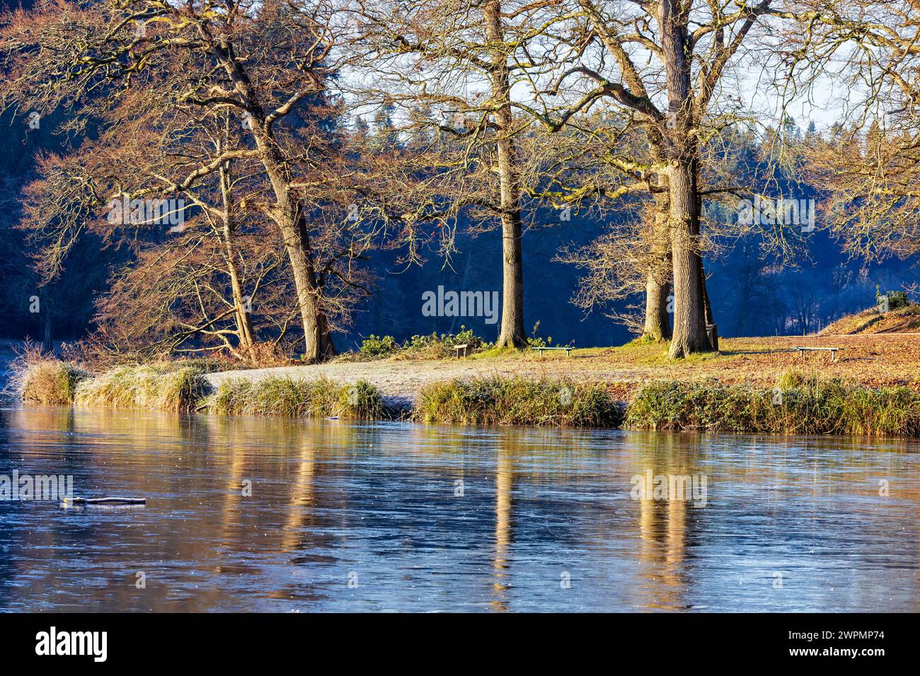 Trees reflected into the frozen lake at Shearwater, Wiltshire Stock Photo