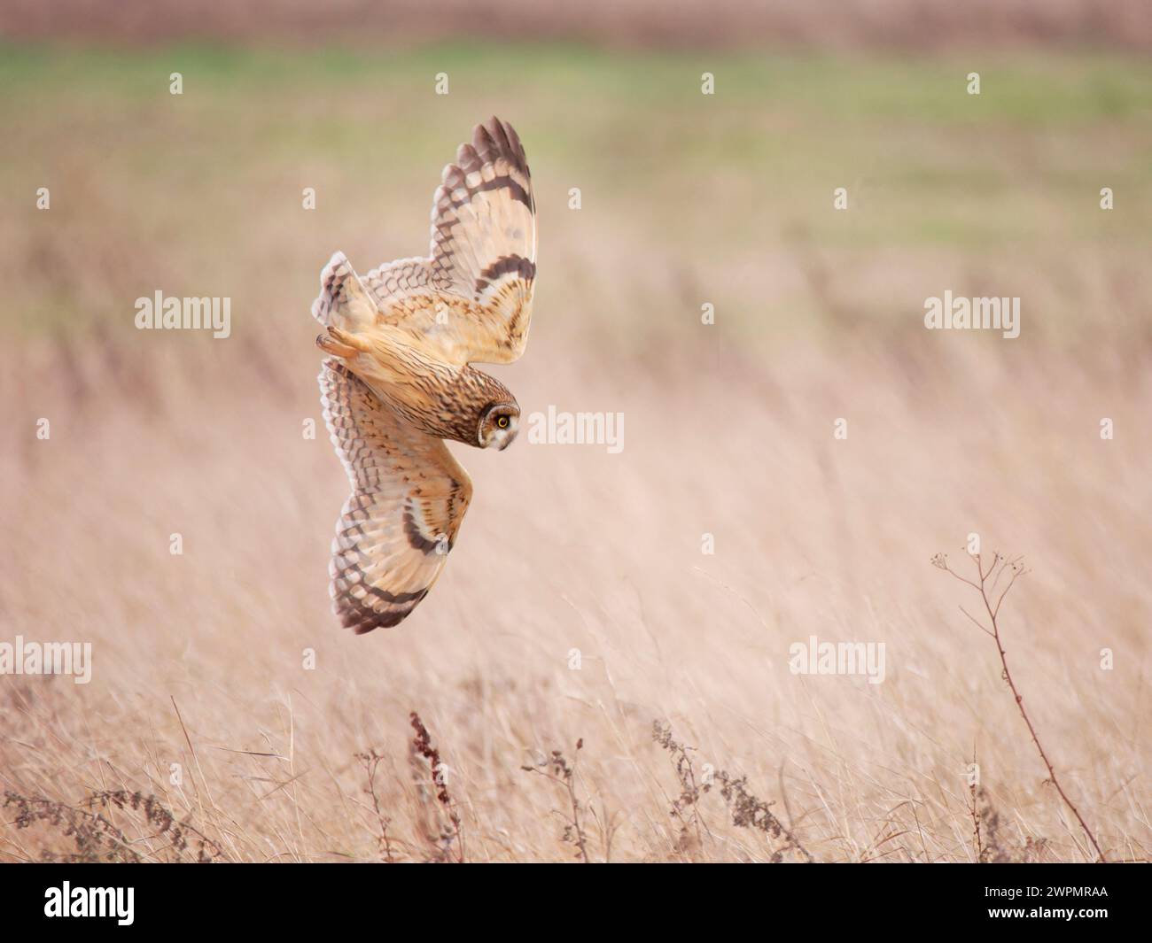 Short Eared Owl - hunting  Asio flammeus Wallasea island, Essex, UK BI039319 Stock Photo