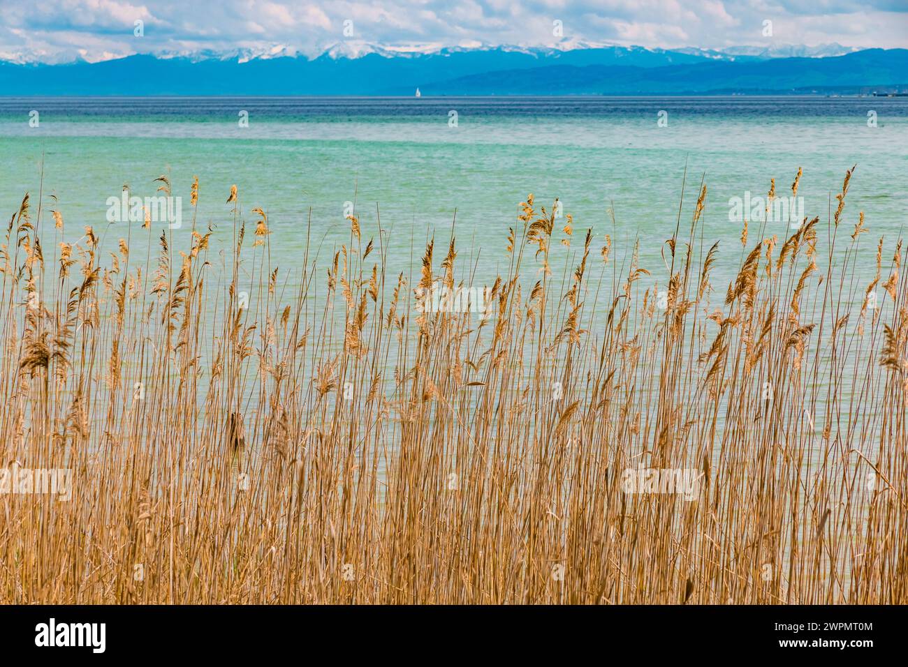 Beautiful landscape view of dry reed on the shore of the famous Lake Constance (Bodensee) in Germany with the Alps in the background. Stock Photo