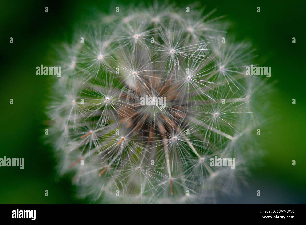 Dandelion texture hi-res stock photography and images - Alamy