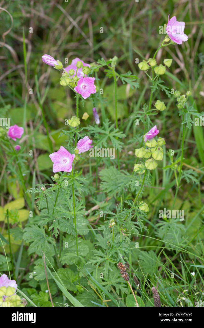 Moschus-Malve, Moschusmalve, Abelmoschus, Indische Hibiscus-Malve, Malva moschata, musk-mallow, La Mauve musquée Stock Photo