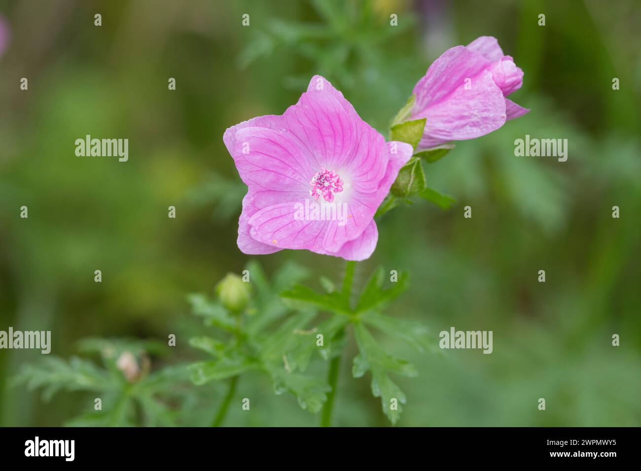 Moschus-Malve, Moschusmalve, Abelmoschus, Indische Hibiscus-Malve, Malva moschata, musk-mallow, La Mauve musquée Stock Photo