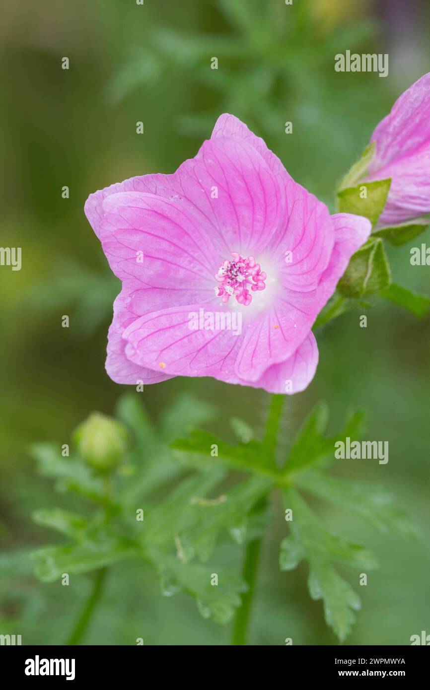 Moschus-Malve, Moschusmalve, Abelmoschus, Indische Hibiscus-Malve, Malva moschata, musk-mallow, La Mauve musquée Stock Photo