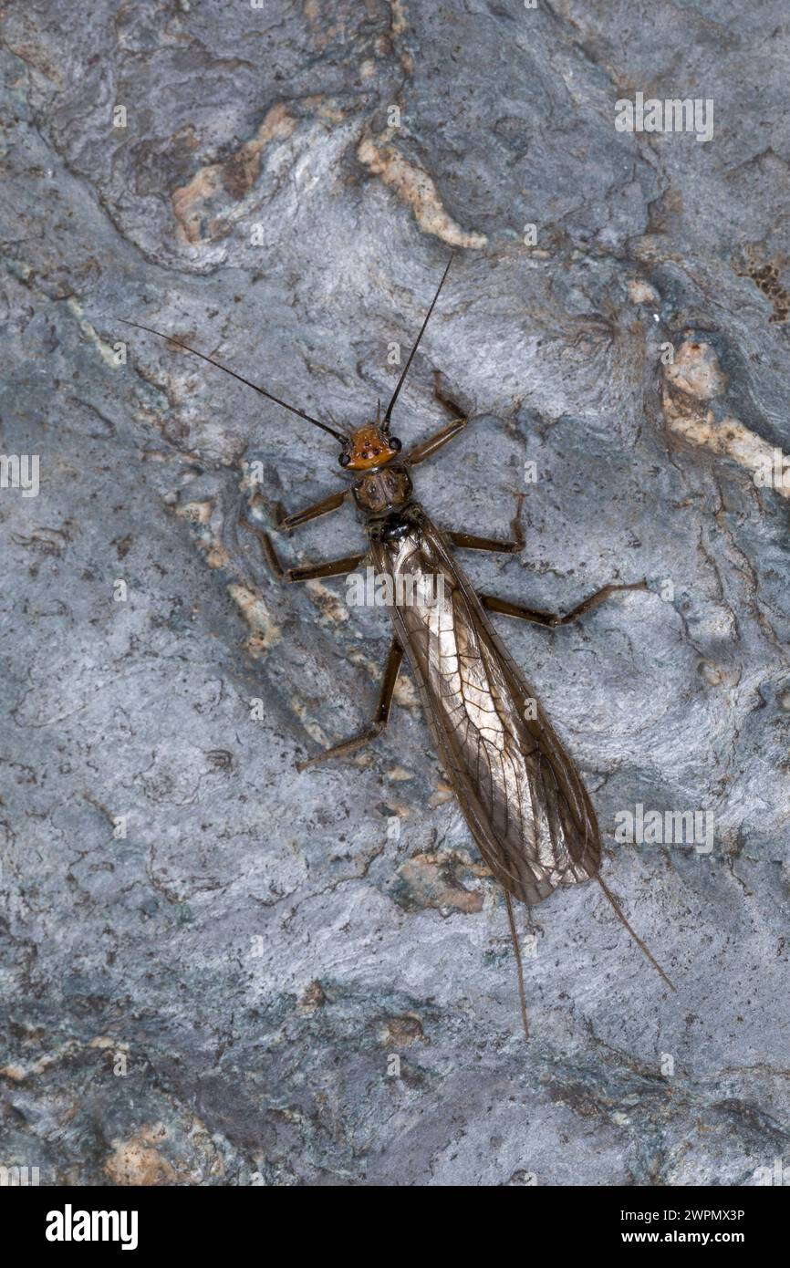 Große Steinfliege, Grosse Steinfliege, Steinfliege, Perla grandis, stonefly Stock Photo