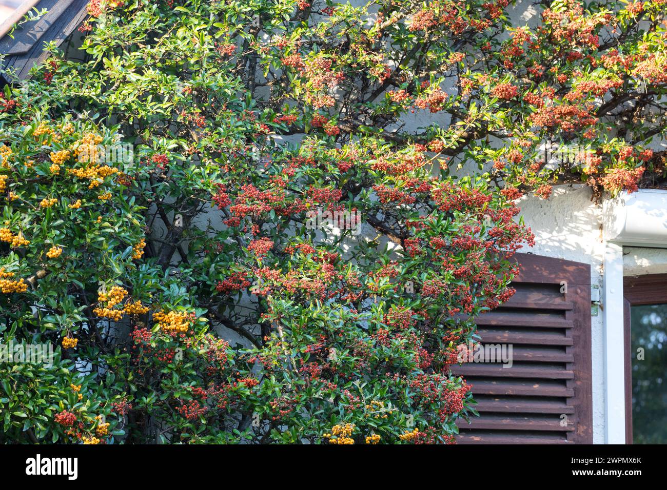 Fassadenbegrünung mit Feuerdorn, Mittelmeer-Feuerdorn, Früchte, Pyracantha coccinea, Burning Bush, Firethorn Stock Photo