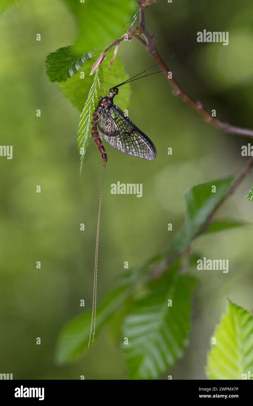 Eintagsfliege, Maifliege, Männchen, Ephemera zettana, mayfly, male, Kroatien, Croatia Stock Photo