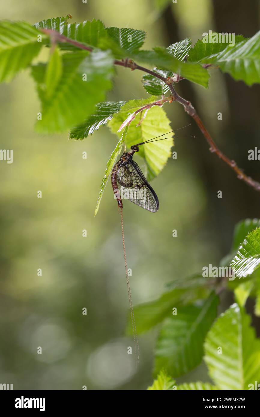 Eintagsfliege, Maifliege, Männchen, Ephemera zettana, mayfly, male, Kroatien, Croatia Stock Photo