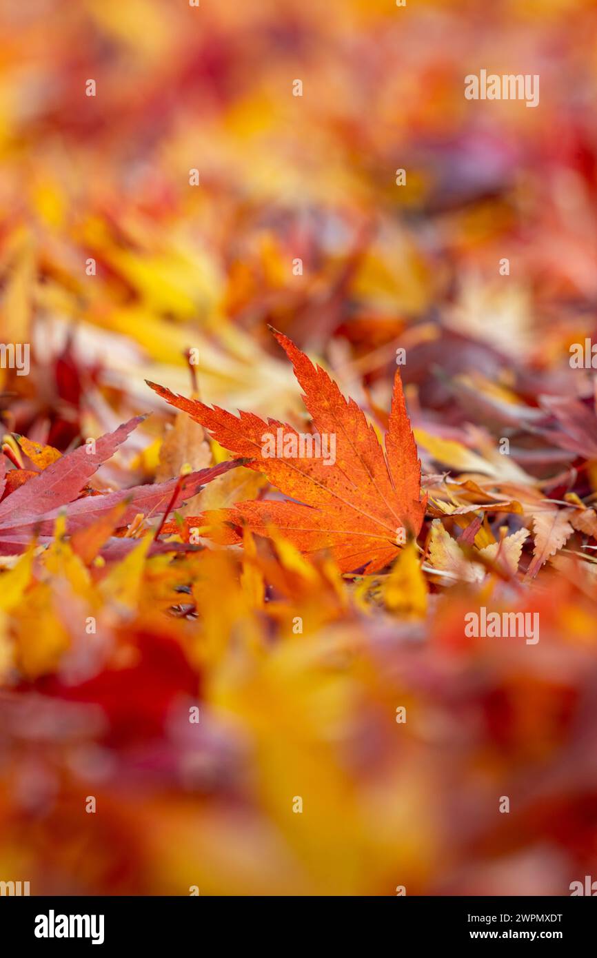 Buntes rotes laubblatt hires stock photography and images Alamy