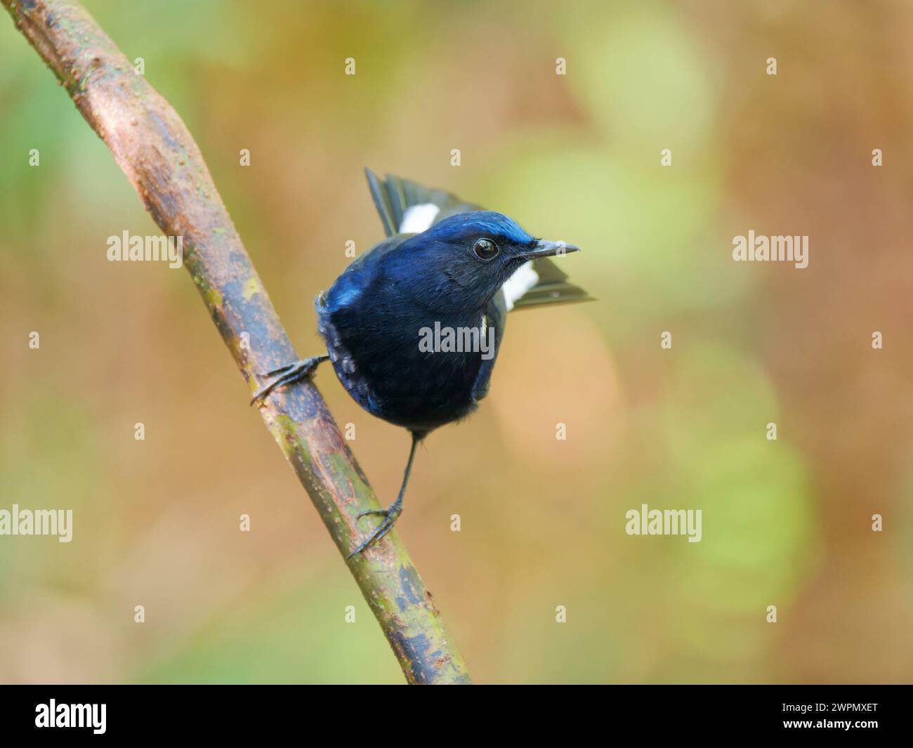 White Tailed Robin Myiomela leucura Da Lat, Vietnam BI040033 Stock Photo