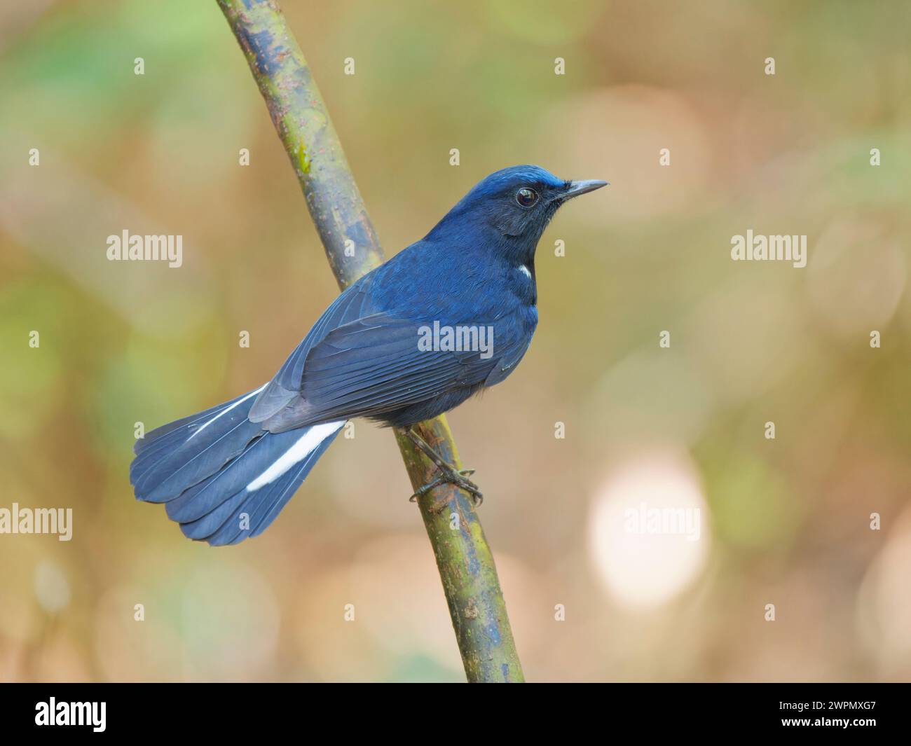 White Tailed Robin Myiomela leucura Da Lat, Vietnam BI040037 Stock Photo