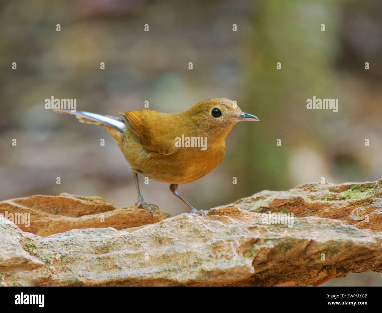 White Tailed Robin female Myiomela leucura Da Lat, Vietnam BI040040 Stock Photo