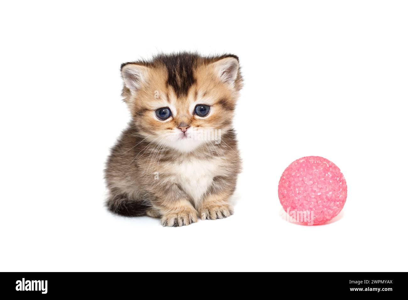 Small Scottish short-legged kitten, isolated on a white background Stock Photo