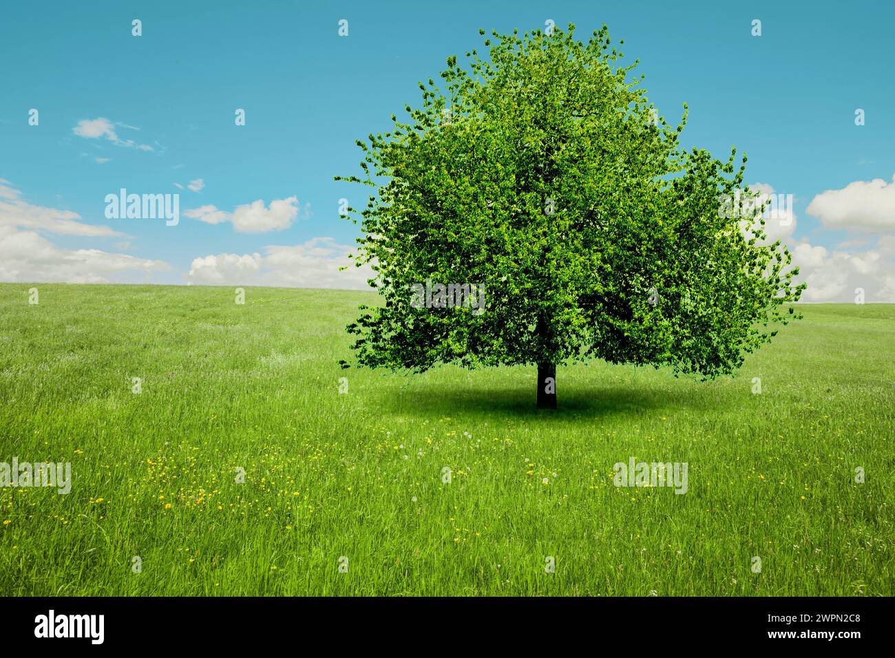 Green tree on a green meadow [M] Stock Photo
