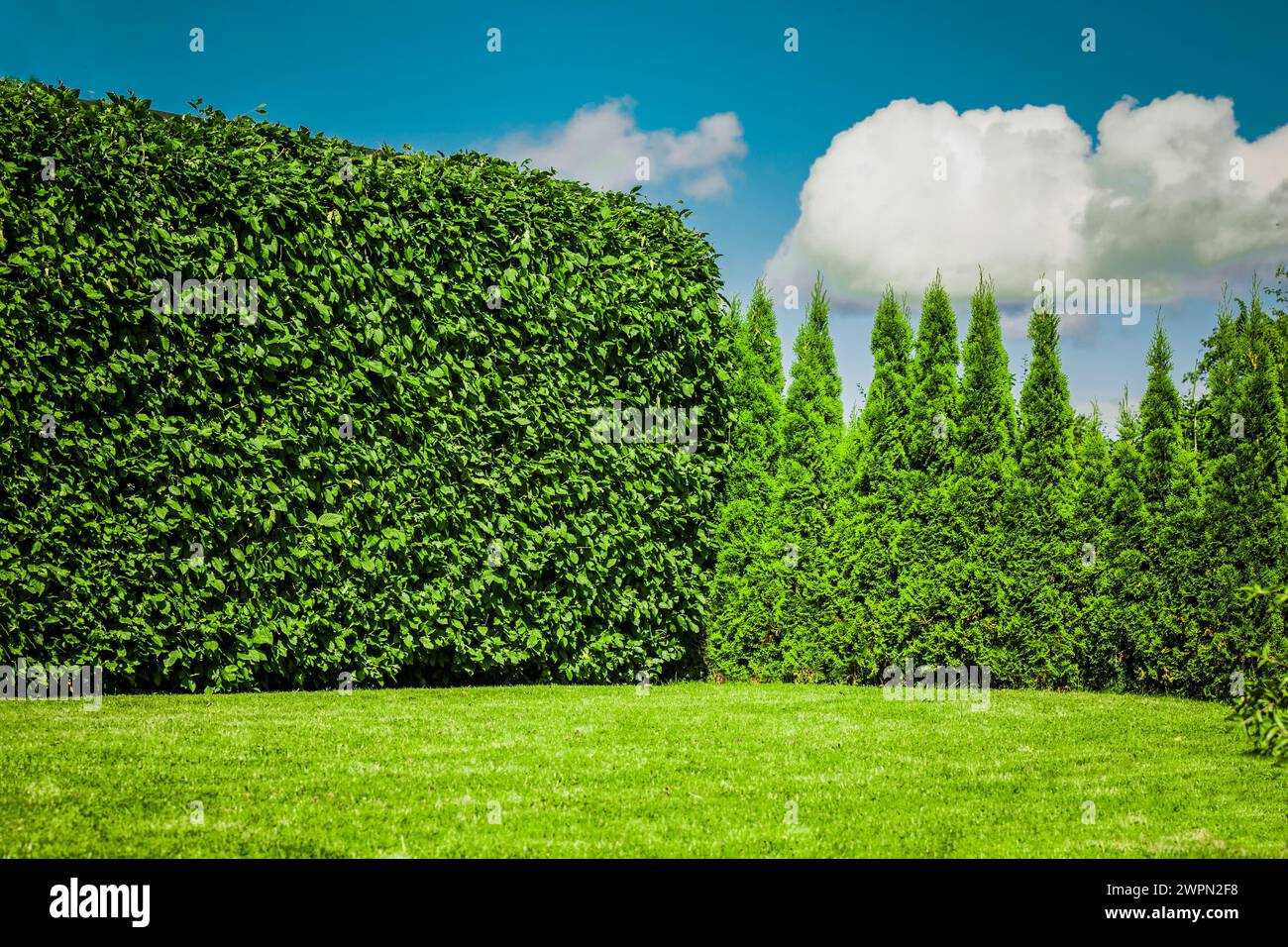 Beech hedge and thuja hedge in one garden [M] Stock Photo