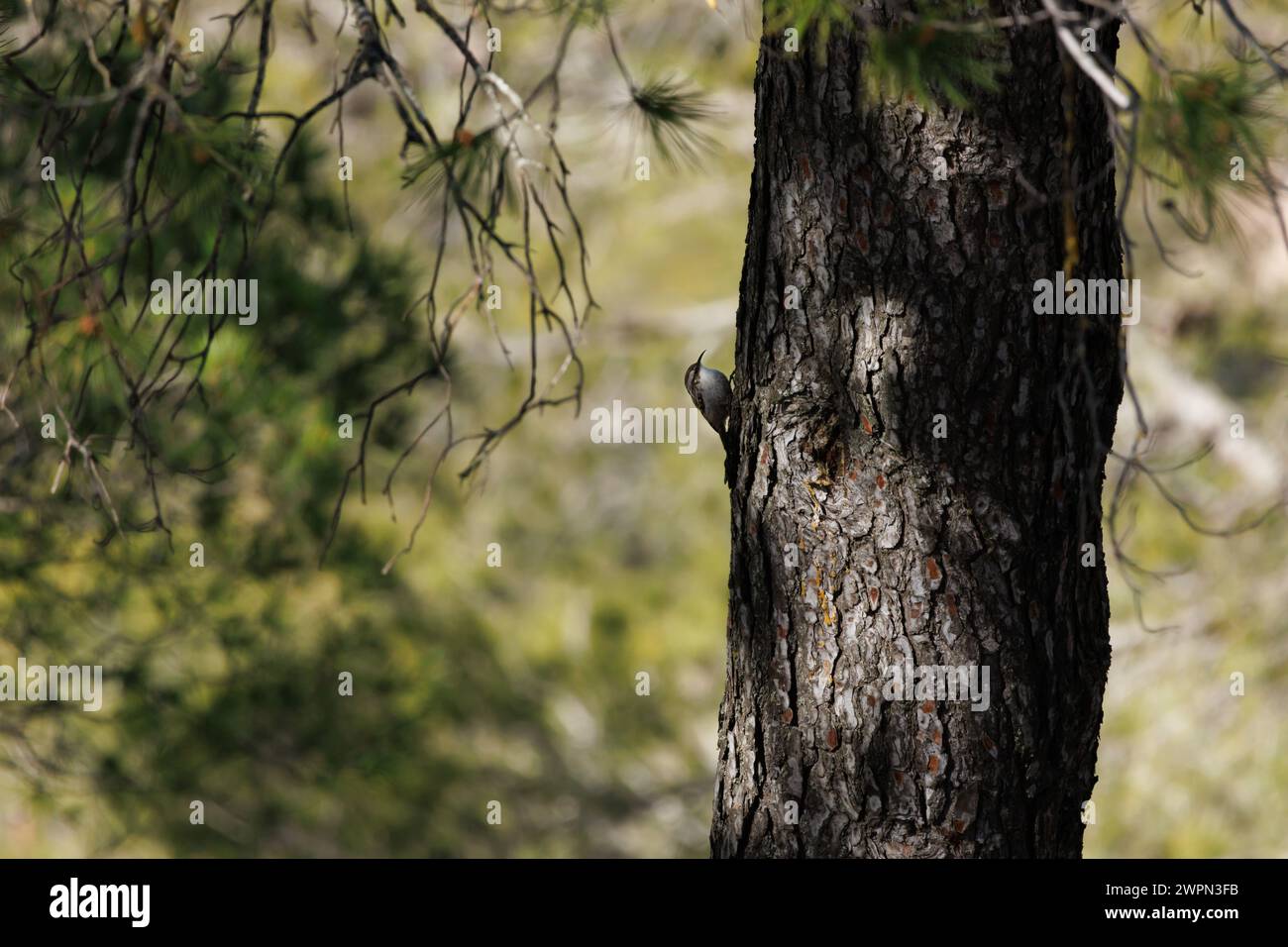 European treecreeper (Certhia brachydactyla) climbing the trunk of a pine tree in the forest, Alcoy, Spain Stock Photo