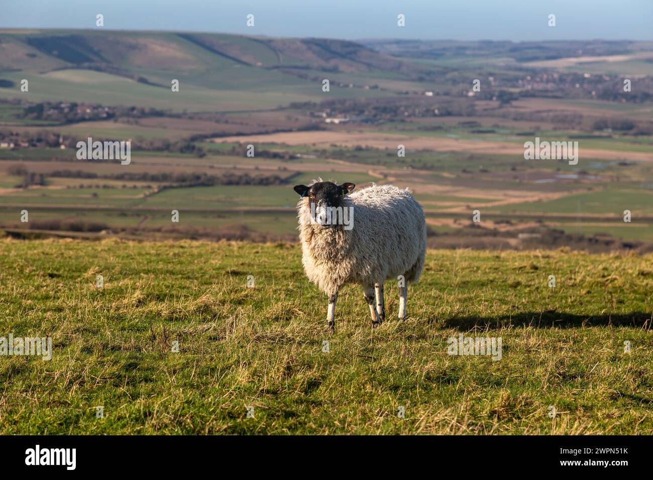 A close up of a sheep in a field in the South Downs, on a sunny January day Stock Photo