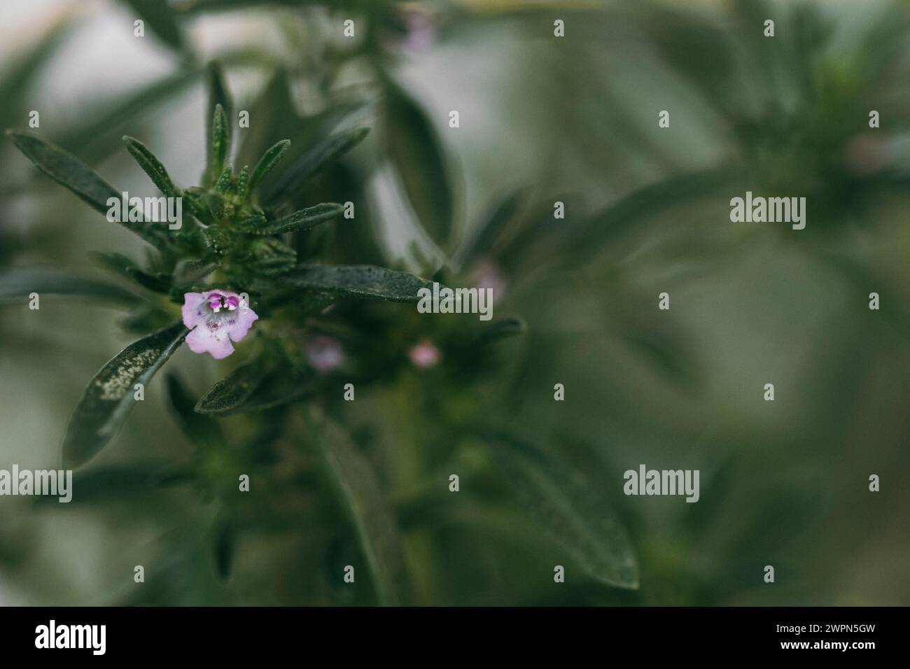 Savory blossom Stock Photo