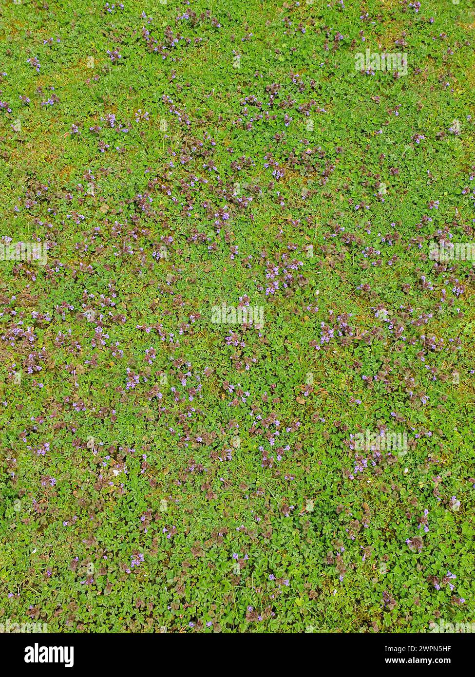 Purple clover flowers with delicate petals in a green lawn as a wild meadow in summer, Germany Stock Photo