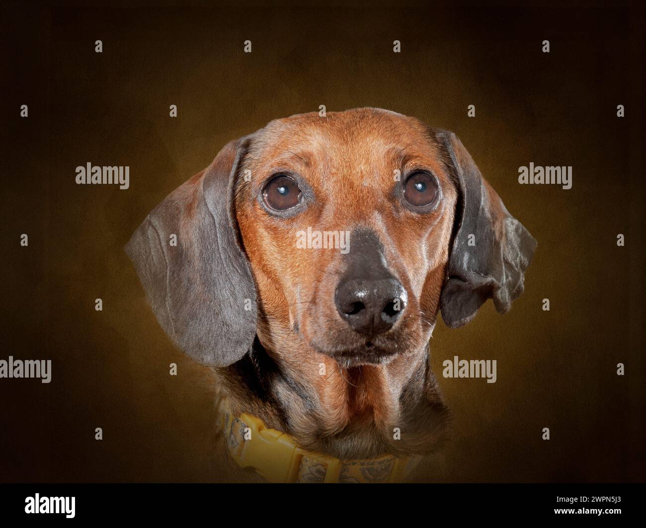 Horizontal Portrait of a Smooth Red Dachshund Stock Photo