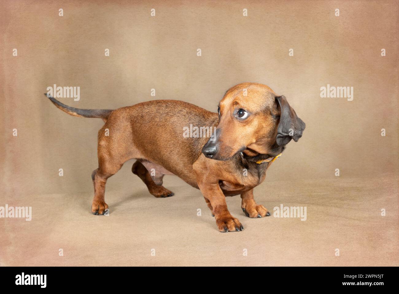 Horizontal shot of a smooth red dachshund looking scared and guilty. Stock Photo
