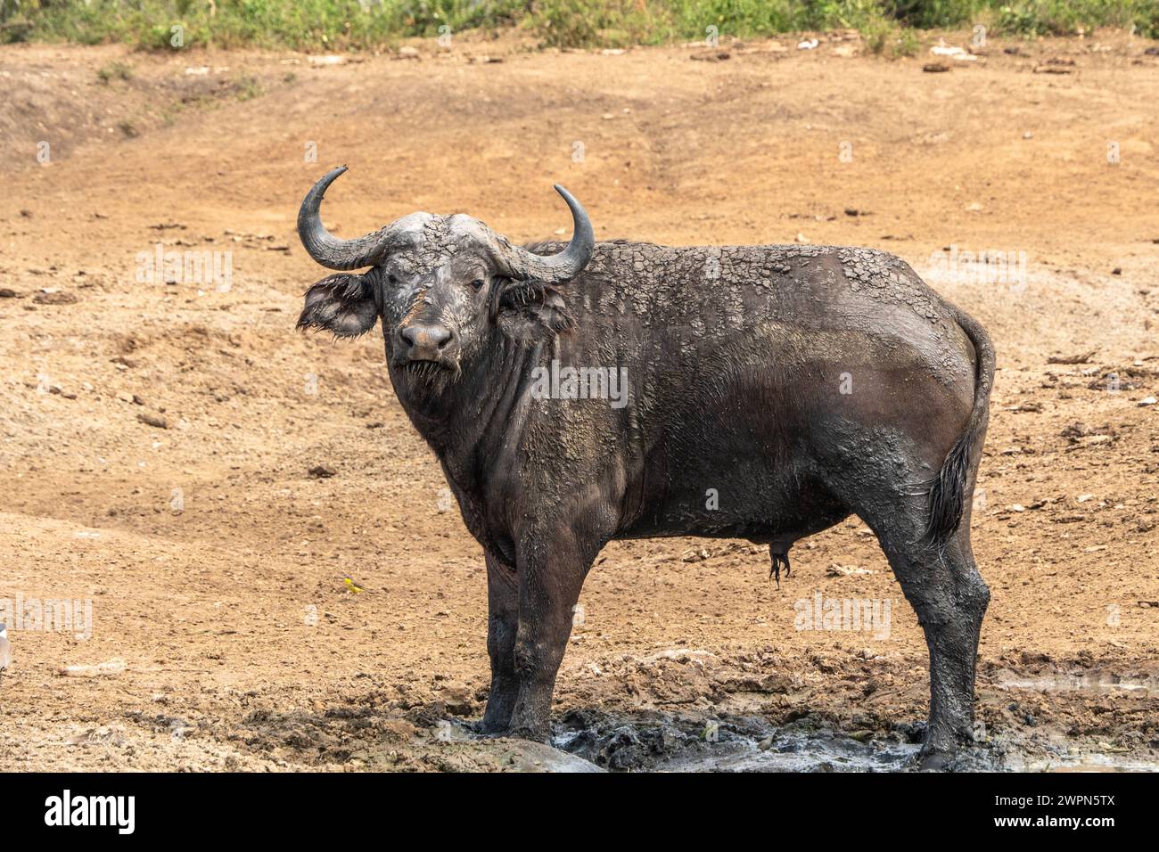 Cape buffalo are one of the largest and most dangerous mammals in ...