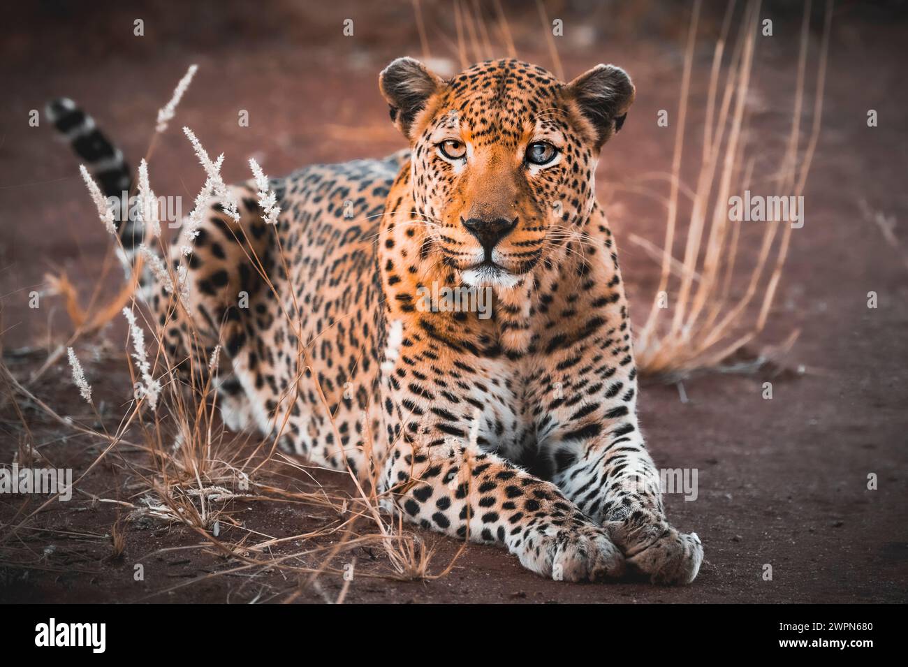 Close-up of a leopard looking into the camera, lying on red sand between yellow blades of grass in Namibia, Africa Stock Photo