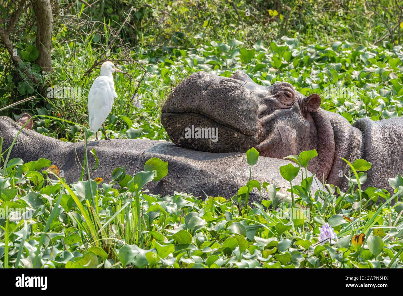 Hippos rest in river with an egret on it's back Stock Photo