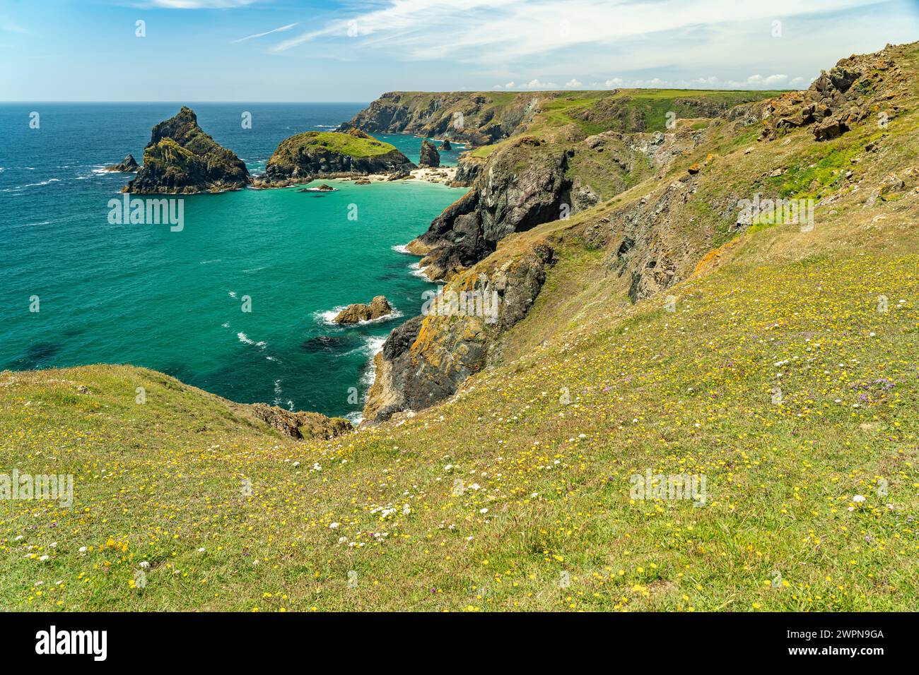 The coast at Kynance Cove, Cornwall, England, Great Britain, Europe ...