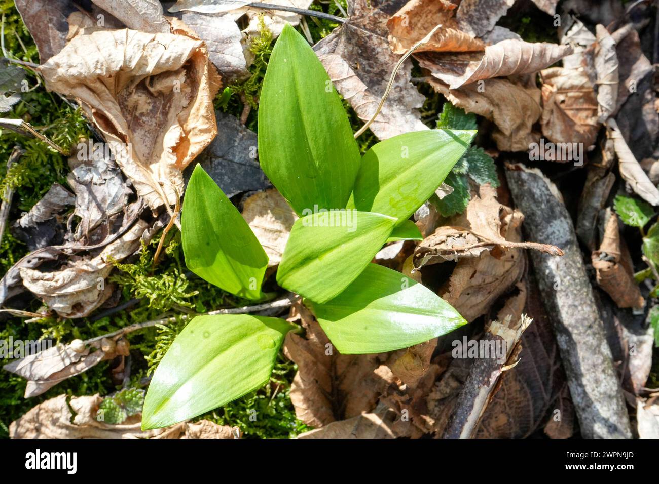 AUT - OESTERREICH, 2024-03-08: FEATURE NATUR PFLANZENWELT - BAERLAUCH-PFLANZE GATTUNG DER KNOBLAUCHGEWAECHSE  *** AUT OESTERREICH, 2024 03 08 FEATURE NATURE PLANT WORLD WILD GARLIC PLANT GENUS OF THE GARLIC FAMILY Stock Photo