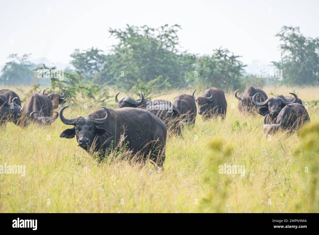 Cape buffalo are one of the largest and most dangerous mammals in ...