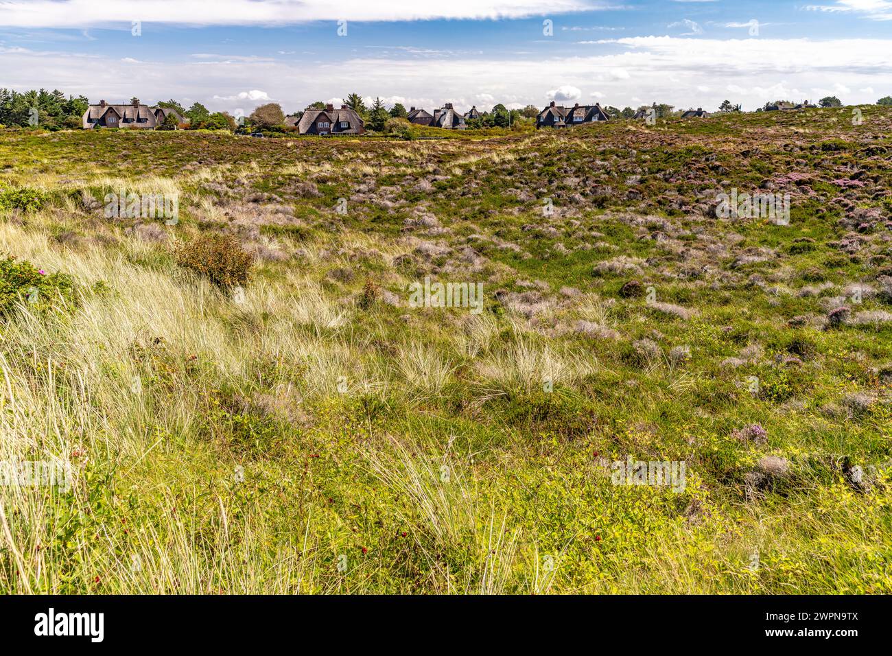 Blooming heathland near Kampen, Sylt Island, North Friesland District, Schleswig-Holstein, Germany, Europe Stock Photo