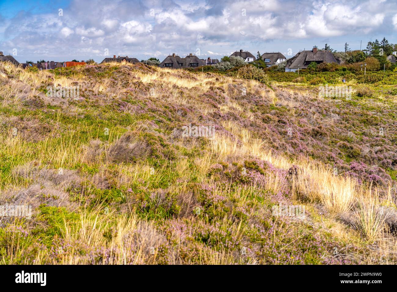 Blooming heath landscape and thatched roof houses near Kampen, Sylt Island, North Friesland District, Schleswig-Holstein, Germany, Europe Stock Photo