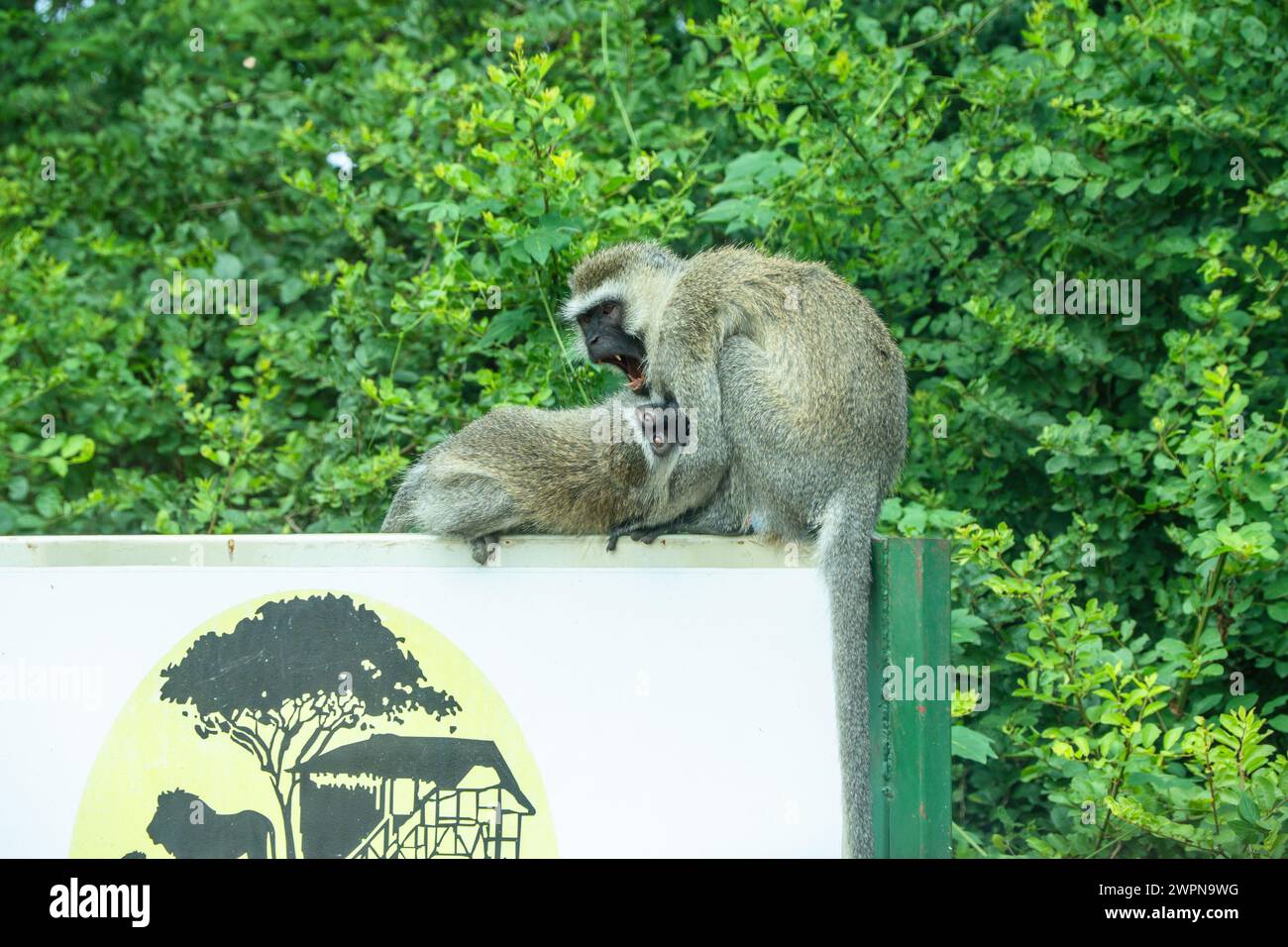 Two vervet monkeys fighting on a sign in Queen Elizabeth Park, Uganda ...