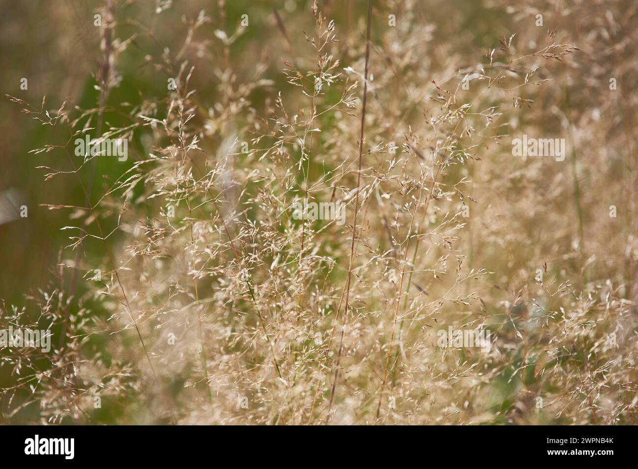 Grasses in the sunshine Stock Photo